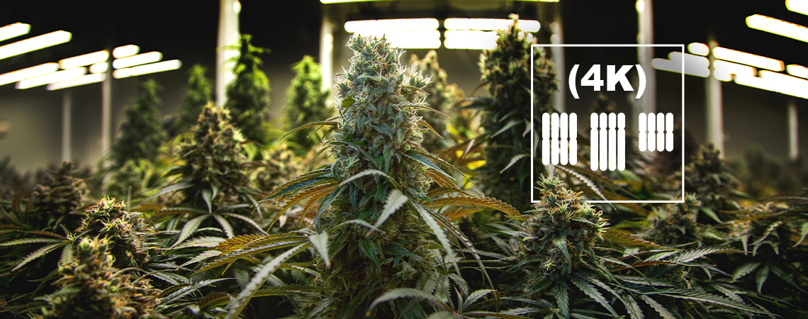 Hvad er tetraploider og triploider i cannabis?