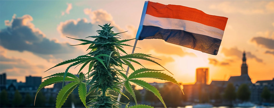Ny æra for hollandsk cannabis, når lovligt salg begynder