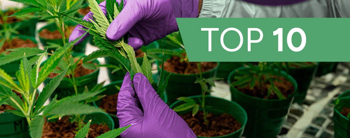 10 innovative cannabisselskaber, du skal tjekke ud i 2026