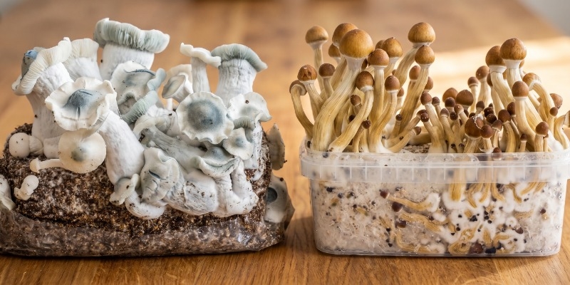 Magic Mushroom Growkits vs. Ready-2-Grow-poser