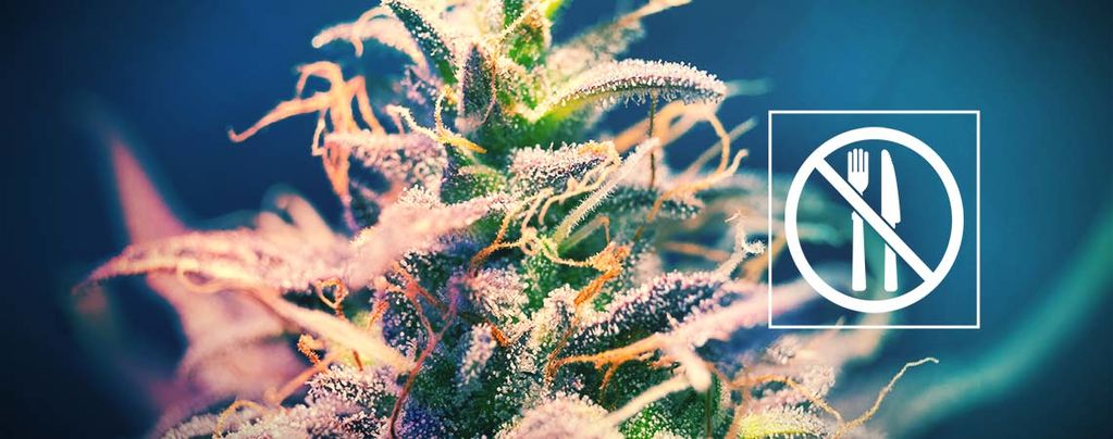 Cannabissorter, der ikke giver dig småsult?
