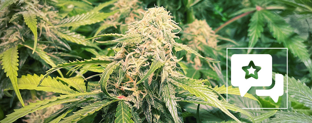 Sortsanmeldelse: Pineapple Kush