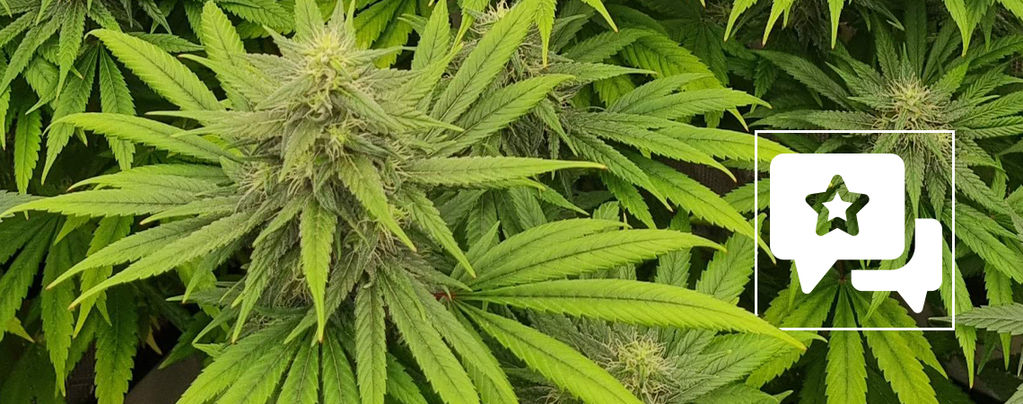Sortsanmeldelse: Pineapple Chunk