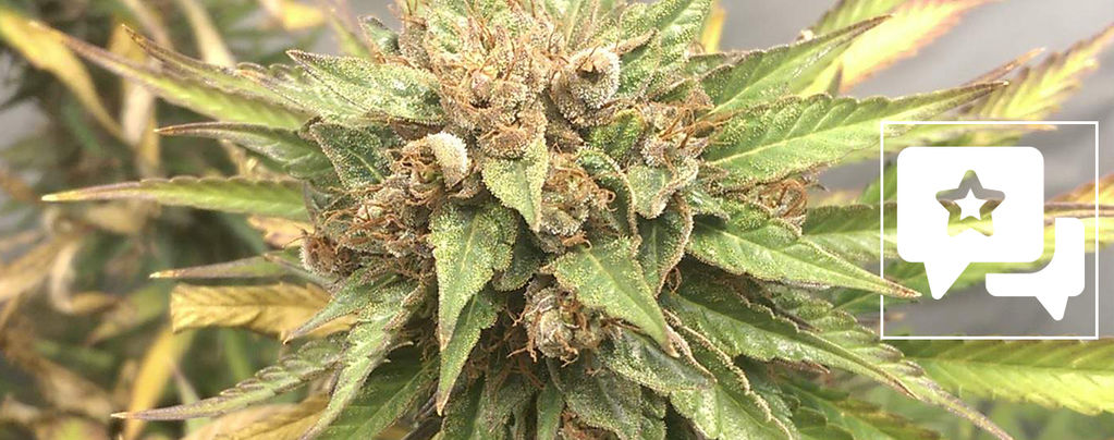 Sortsanmeldelse: Durban Poison