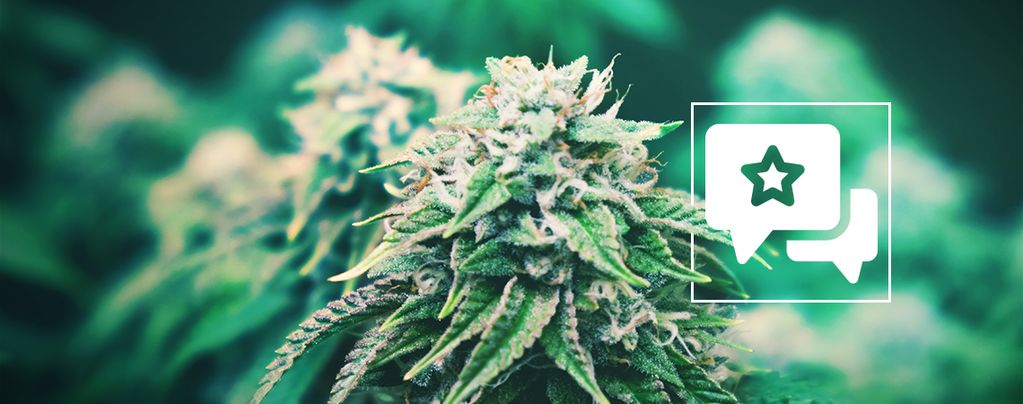 Agent Orange: Anmeldelse og information om cannabissorten