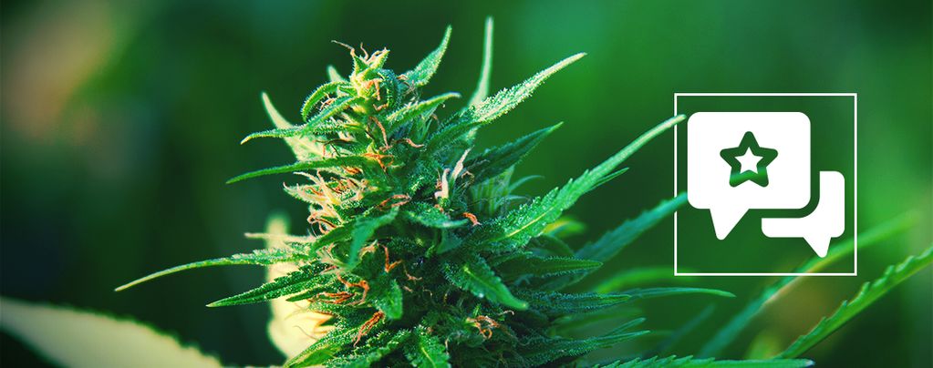 Girl Scout Cookies: Anmeldelse og information om cannabissorten