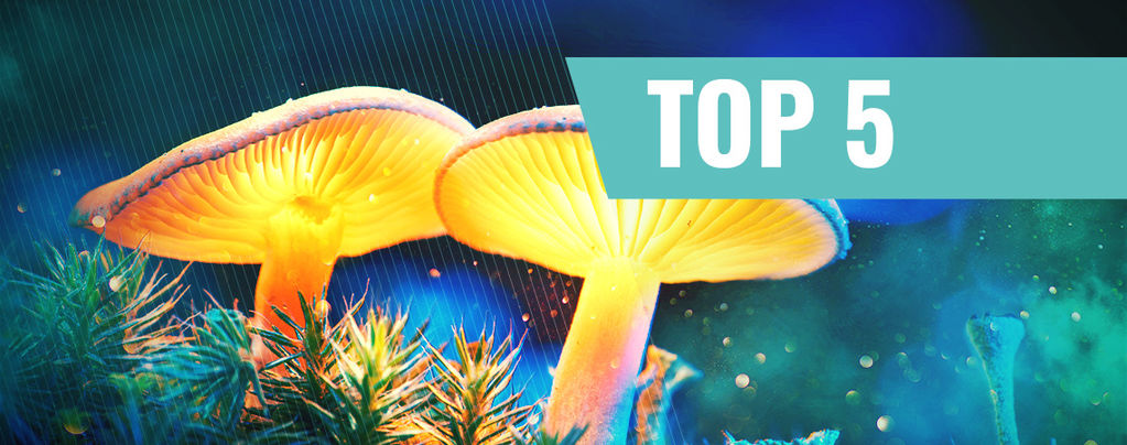 Vores top 5 dokumentarfilm om magiske svampe