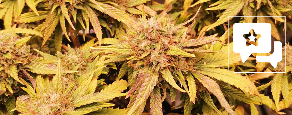 Sortsanmeldelse: Liberty Haze