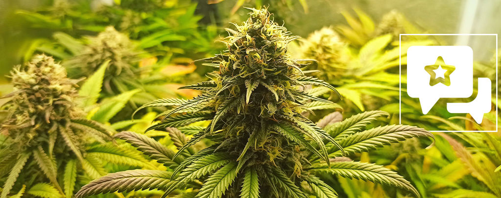 Sortsanmeldelse: Super Critical
