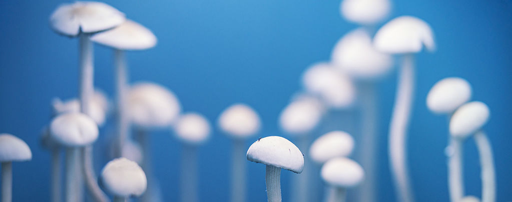 Magiske svampe: De ægte filosofers sten?