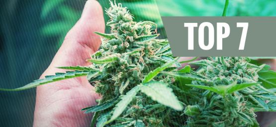 7 almindelige årsager til stress hos din cannabisplante