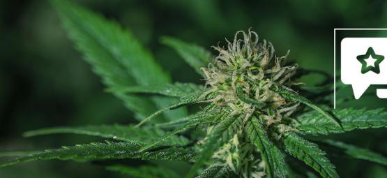 Sensi Skunk: Anmeldelse og information om cannabissorten