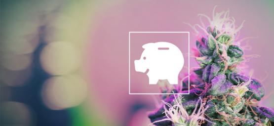 Sådan dyrker du cannabis på budget – indendørs og udendørs