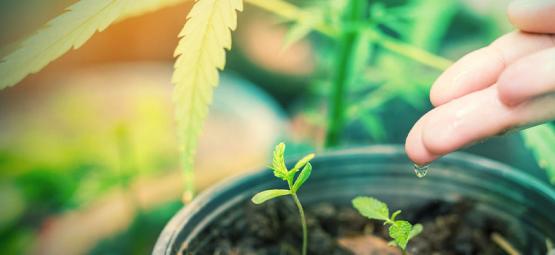 Hvad er det bedste vand til cannabisplanter?