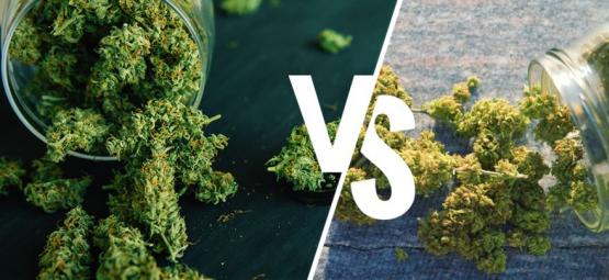 Indendørs vs. udendørs cannabis: Hvad er bedst?