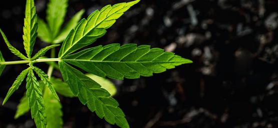 Sådan bruger du huminsyre og fulvinsyre på cannabisplanter