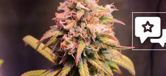 Sortsanmeldelse: Shining Silver Haze (Royal Queen Seeds)