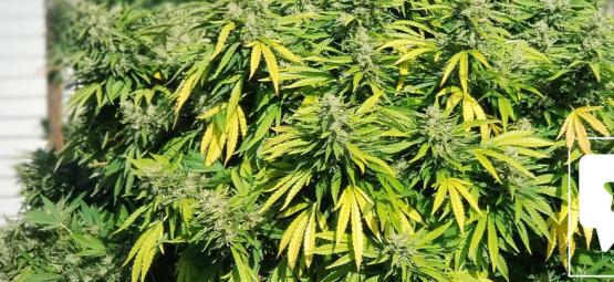 Sortsanmeldelse: Critical Kush