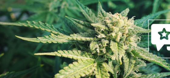 Blueberry: anmeldelse og information om cannabissorten