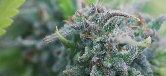 Sådan dyrker du økologisk cannabis derhjemme