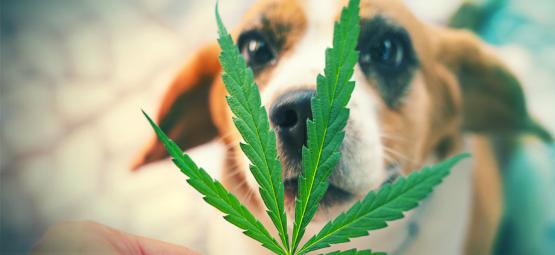 Hvad du skal gøre, hvis dit kæledyr spiser din cannabis