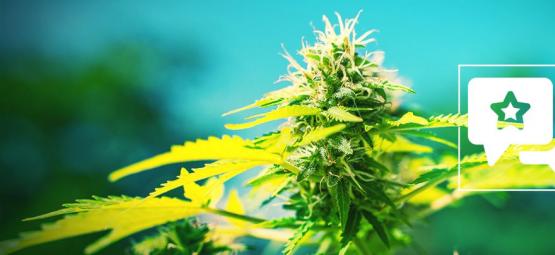 Power Flower: Anmeldelse og information om cannabissorten