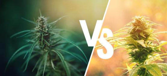 Hvad er forskellen på cannabis og hamp