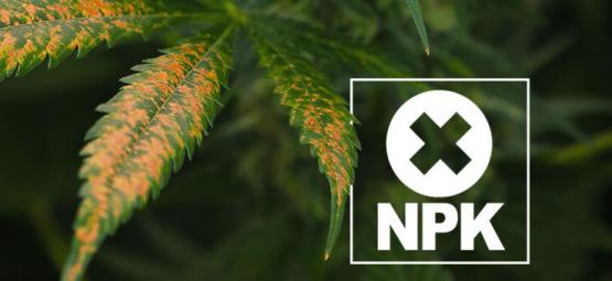 Sådan diagnosticerer og behandler du næringsstofblokering hos cannabis