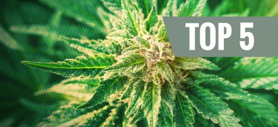Top 5 cannabis-ruderalis sorter
