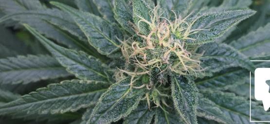 Sortsanmeldelse: Royal Medic fra Royal Queen Seeds