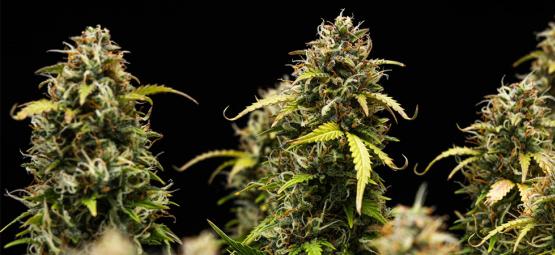 Top 10 afslappende cannabissorter