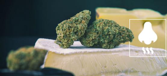 Cheese-sorter: Hvad ligger bag lugten?