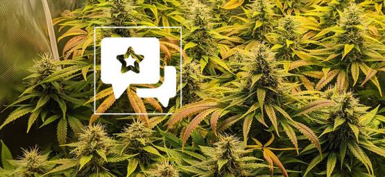 Sortanmeldelse: The Church fra Greenhouse Seeds