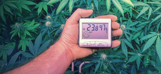 De optimale temperaturer til at dyrk cannabis