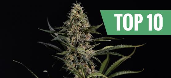 Top 10 stærkeste og mest potente cannabissorter