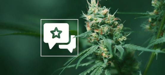 Big Buddha Cheese: Anmeldelse og information om cannabissorten