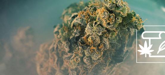 Hvad er skunk-cannabis?
