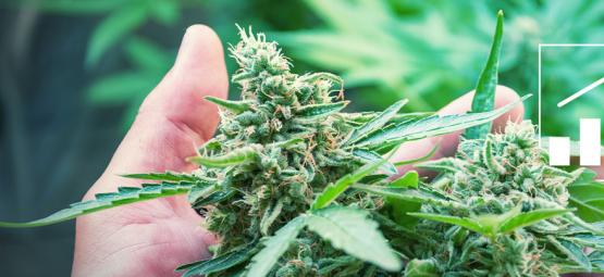 6 måder at øge dit cannabisudbytte på