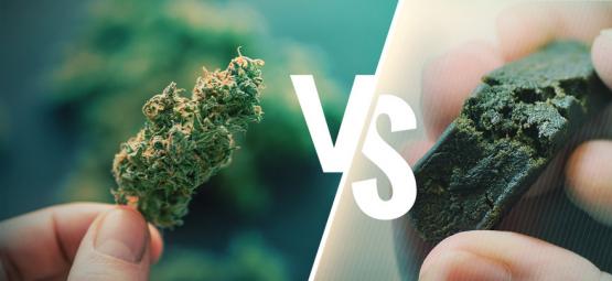 Forskellen på cannabis og hash