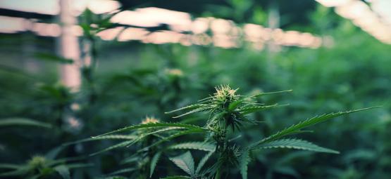 Sådan bruger du LED vækstlys til at maksimere cannabisudbyttet