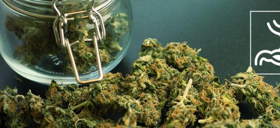 Hvordan påvirker cannabis fordøjelsessystemet?
