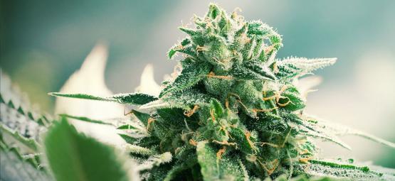 Hazecannabis’ oprindelse