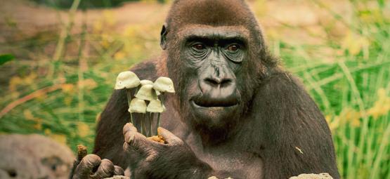Den stoned ape-teori om menneskets evolution