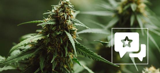 Cannabissort-anmeldelse: Power Plant