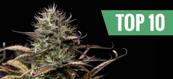 Top 10 autoflower cannabissorter