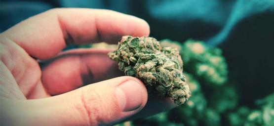 Popcorn-blomster på cannabis: Hvad de er, og hvordan du undgår dem
