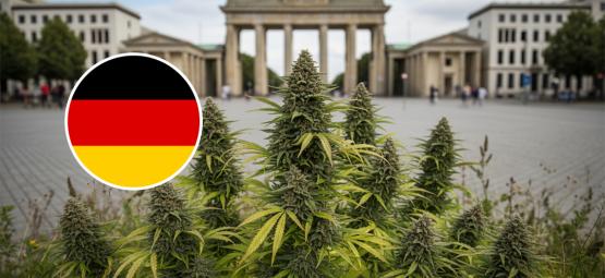 De bedste cannabissorter til udendørs dyrkning i Tyskland
