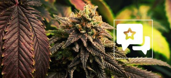 Blue Widow: Anmeldelse og information om cannabissorten