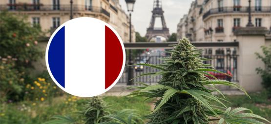 Bedste cannabissorter til udendørs dyrkning i Frankrig