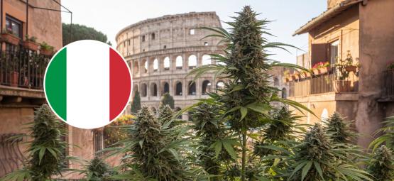 10 bedste cannabissorter til udendørs dyrkning i Italien